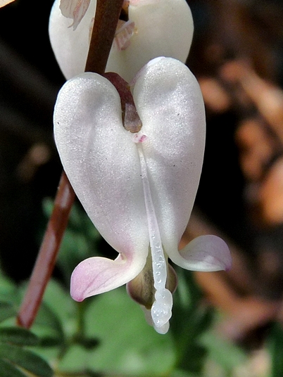 {Dicentra canadensis}